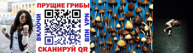 Псилоцибиновые грибы Magic Shrooms купить закладку Рассказово